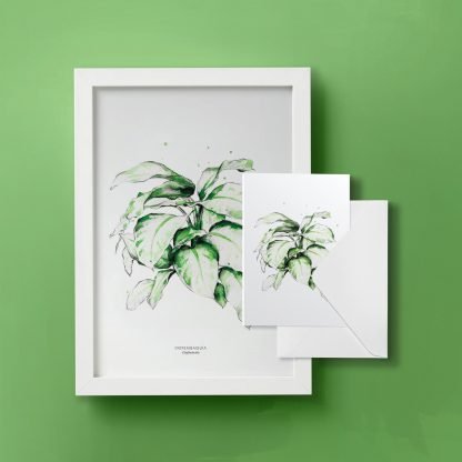 Pack regalo: Elige tus plantas - Imagen 11